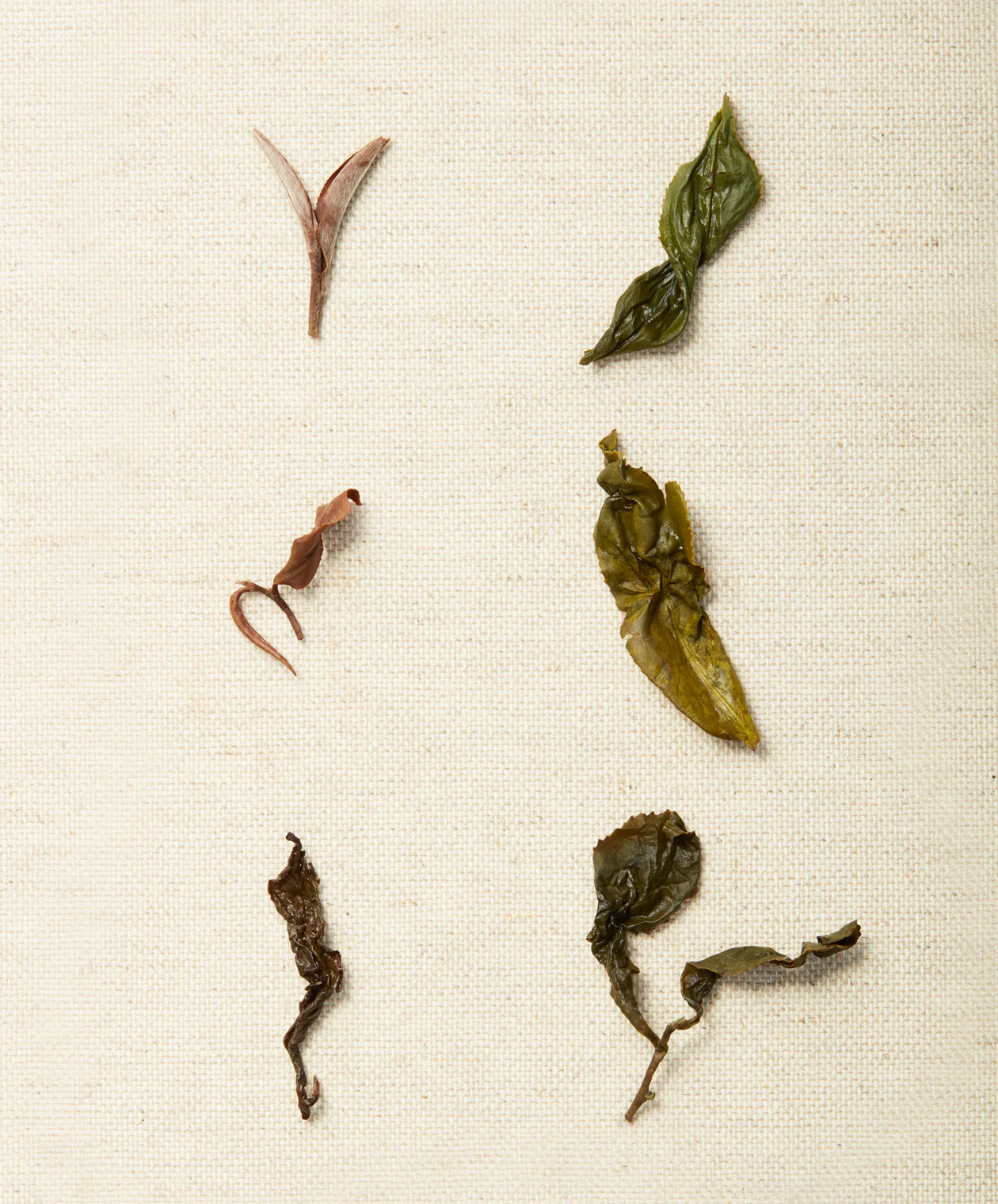 Formosa Collection - Image 4